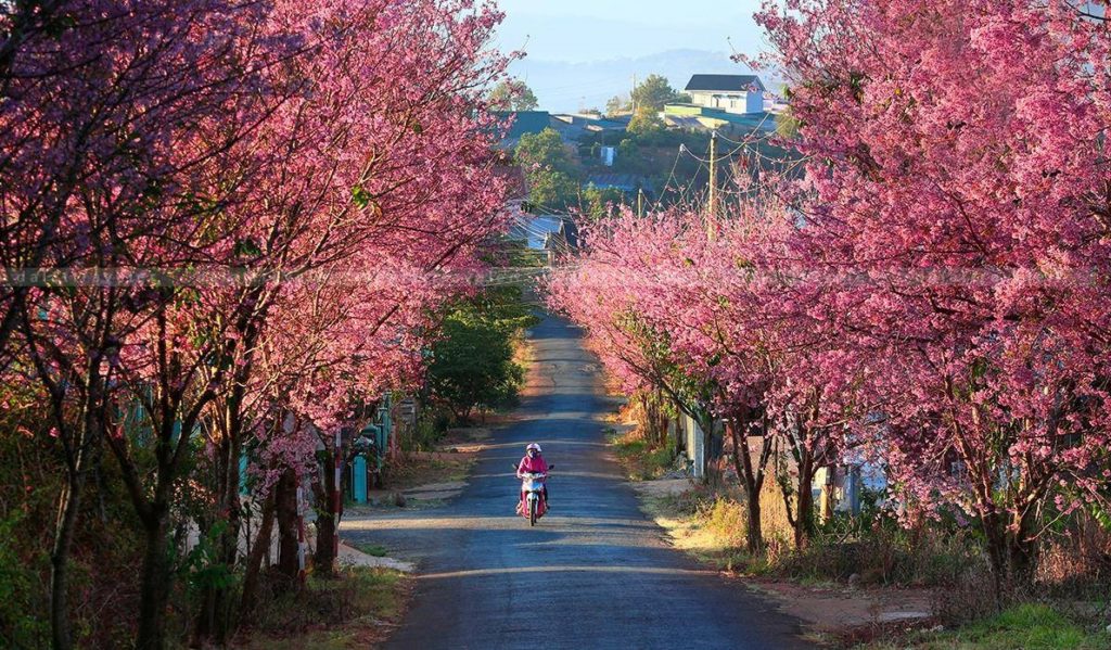 Dalat city gives tourists a chill whenever they come to this place
