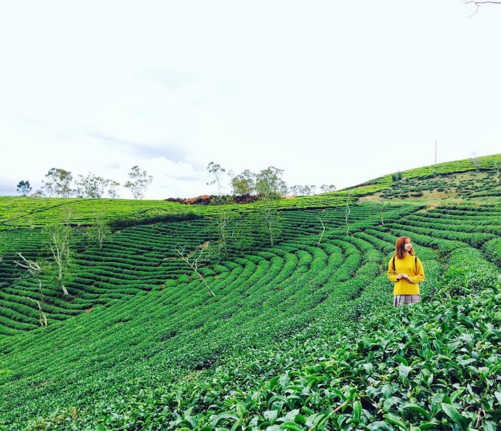 The green pattern in Cau Dat tea village will cool your eye down, fresh air will lift your mood up