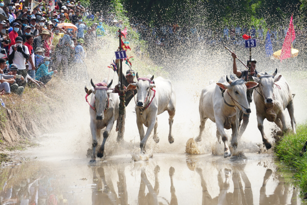 bay-nui-bull-racing-festival-in-southwest