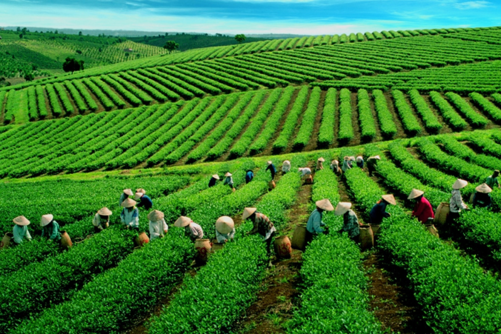 The Tea festival is a place to express the pride of the tea people in the dreamland