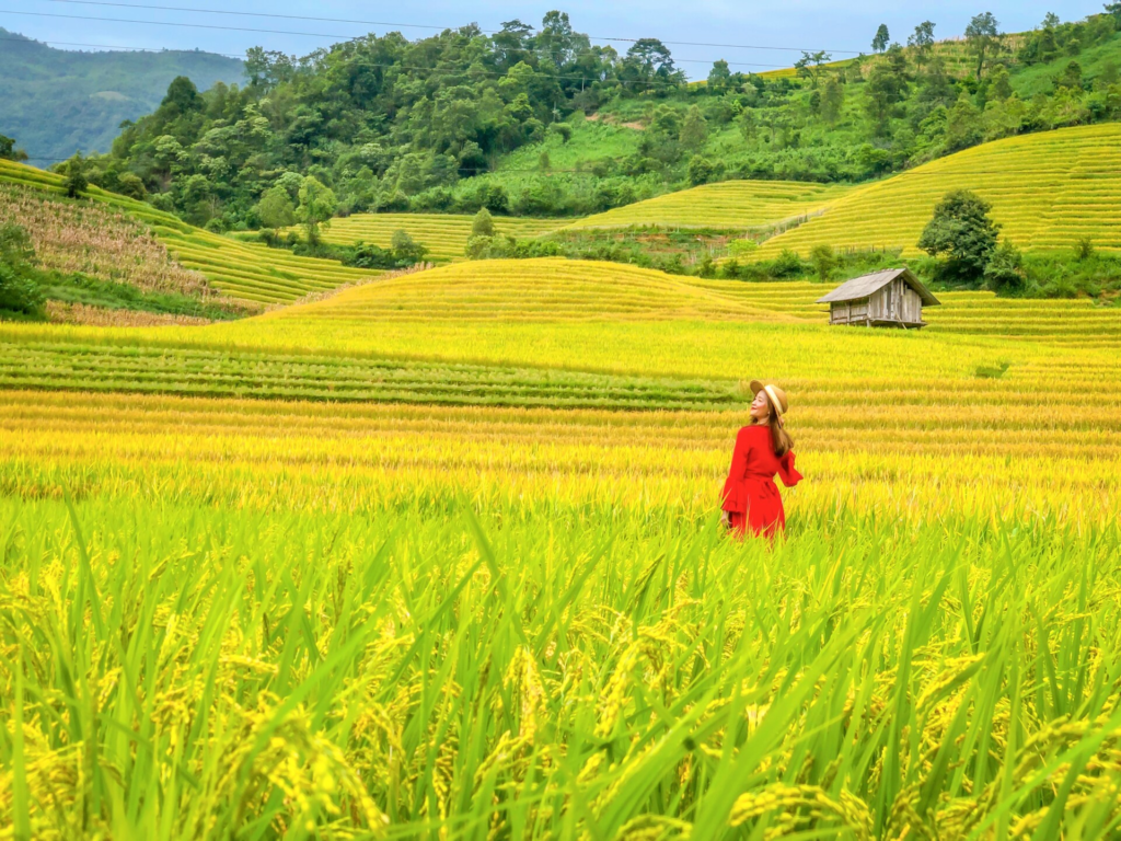 Ripe rice season in Muong Hoa Valley