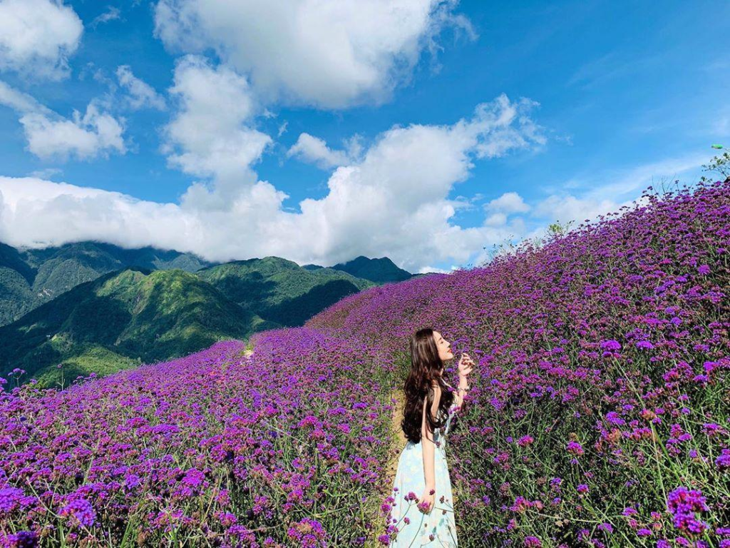 Check-in at the purple flower field in Muong Hoa Valley