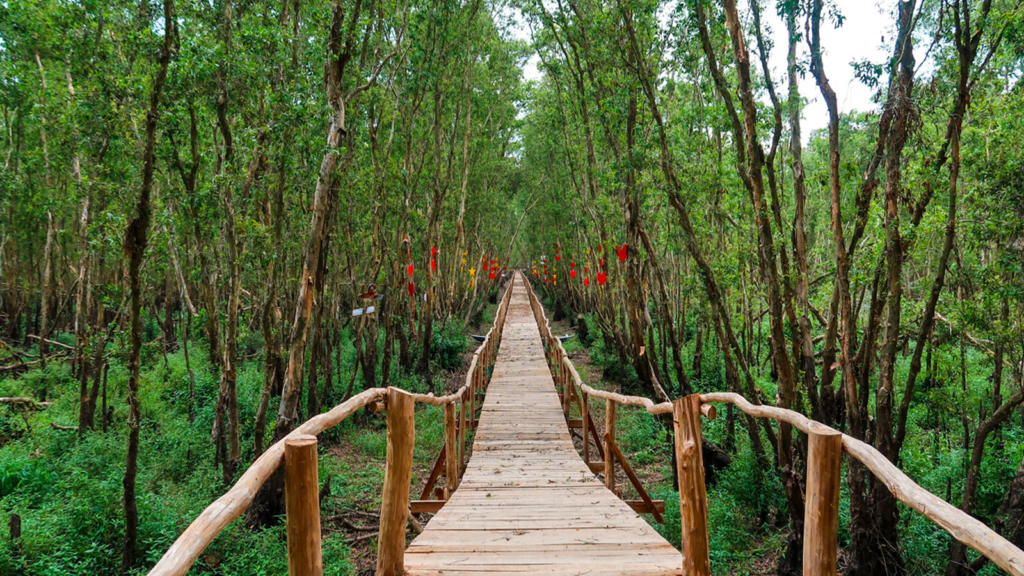 "Ten thousand steps bamboo bridge" through Tra Su Melaleuca forest