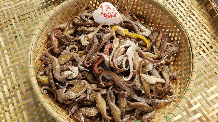 Nha Trang specialty dried seahorse has many health benefits. 